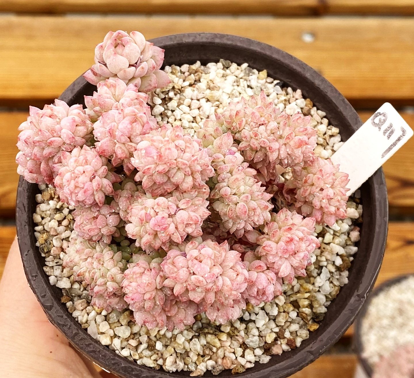 浆果缀化,糖果缀化(第2页)_大山谷图库