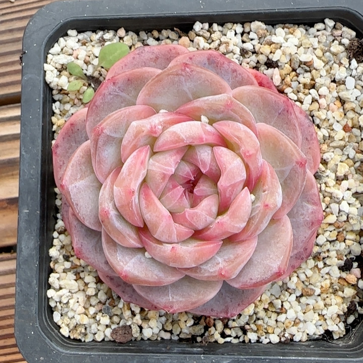 小佛爷福利,鲜花速递/花卉仿真/绿植园艺,多肉植物,淘宝优惠券,粉丝福利购,淘宝优惠卷