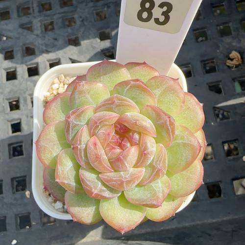 紫萱t83满十八包邮冠服2-3cm