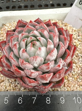 紫钻 薄叶叠叶紫色系暗纹多肉 新手好养 办公室绿植 一物一拍