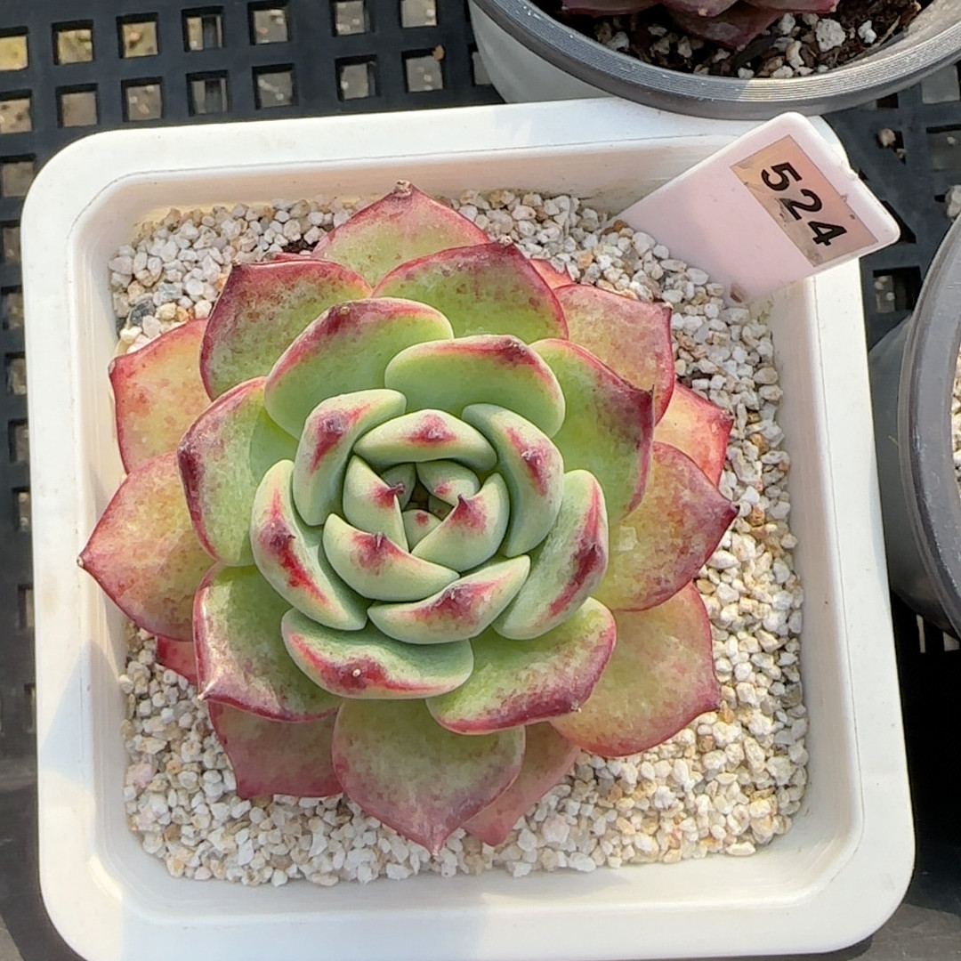 绿体惊鸿524,鲜花速递/花卉仿真/绿植园艺,多肉植物,淘宝优惠券,粉丝福利购,淘宝优惠卷