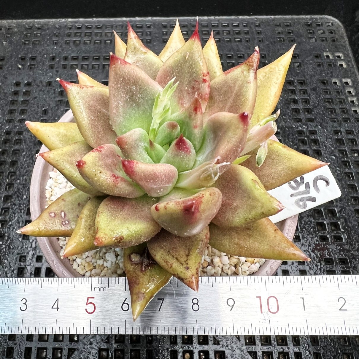 灵魂 多肉植物 多肉 有根 一物一拍!孤品特选!