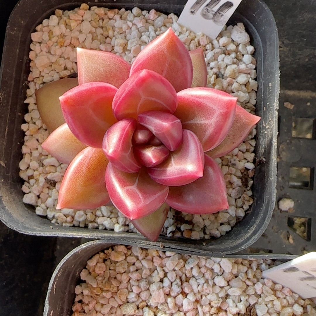 迷雾泡泡f966,鲜花速递/花卉仿真/绿植园艺,多肉植物,淘宝优惠券,粉丝福利购,淘宝优惠卷