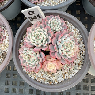 姬莲锦砍头群福利e941