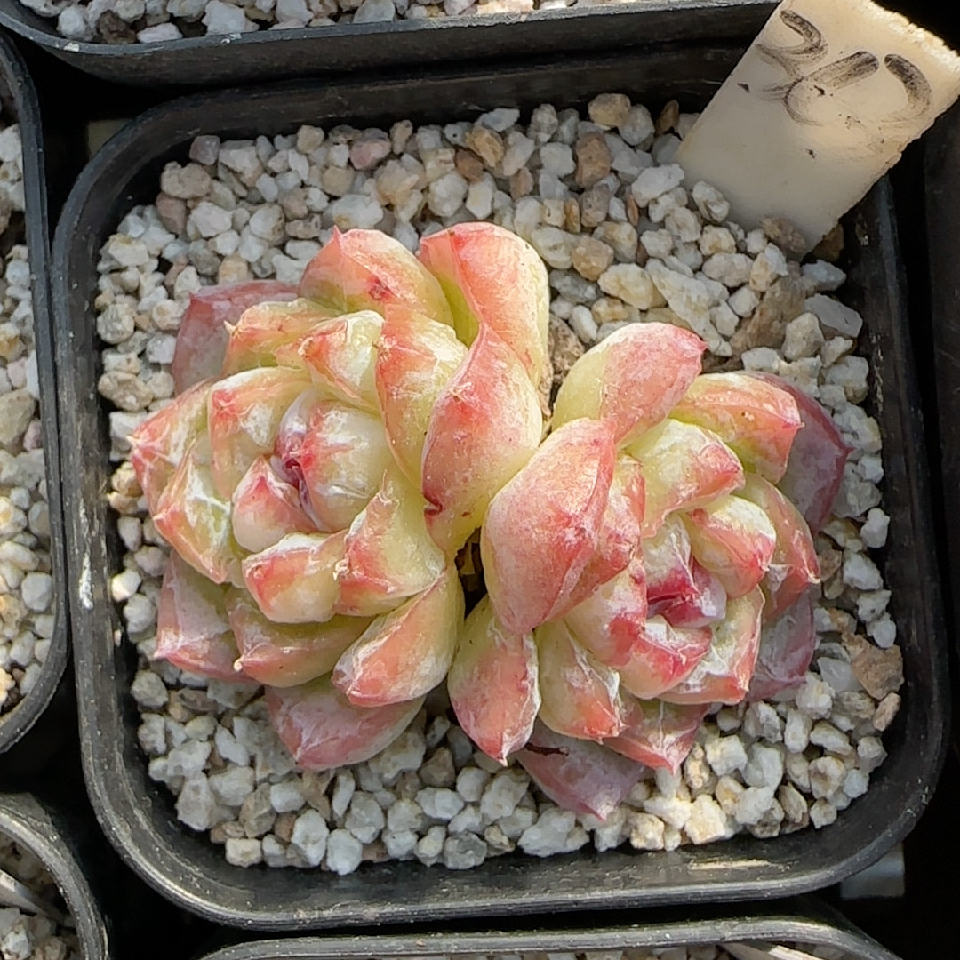 漫画珍妮363冠服3-4,鲜花速递/花卉仿真/绿植园艺,多肉植物,淘宝优惠券,粉丝福利购,淘宝优惠卷