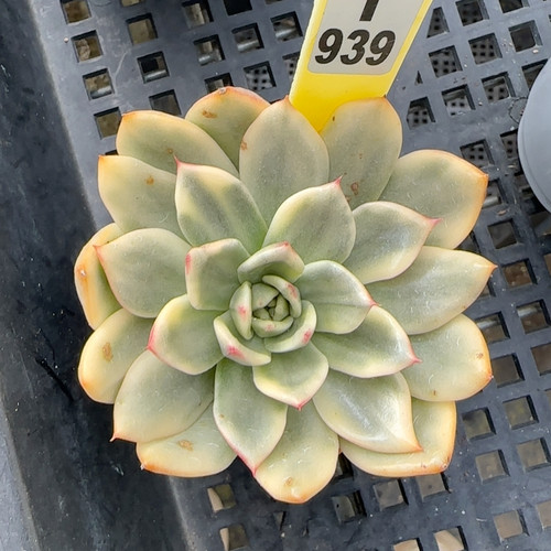 朱碧锦f939满十八包邮