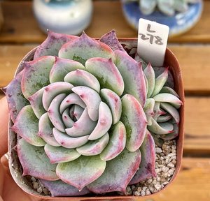 多肉桃太郎价格 多肉桃太郎图片 星期三