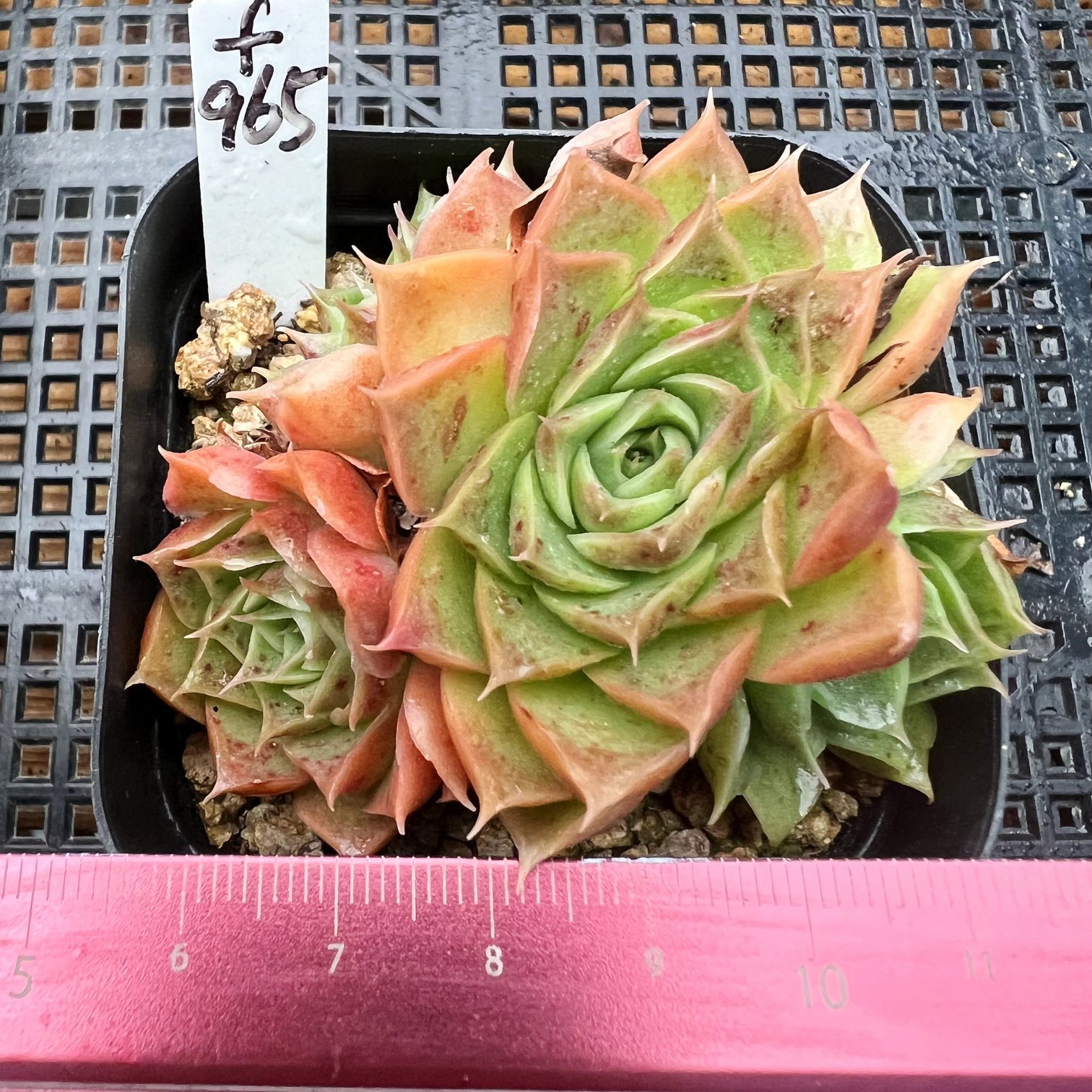 天空之城  多肉植物盆栽绿植花卉一物一拍孤品特选