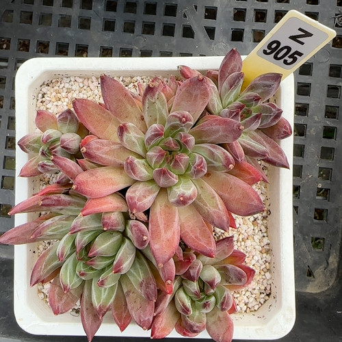 芬兰之夜z905满十八包邮