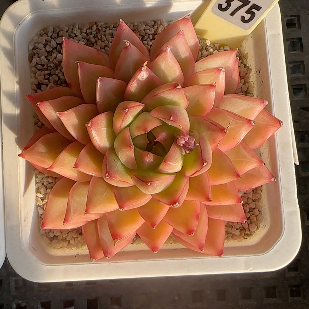 水晶吊坠t375,鲜花速递/花卉仿真/绿植园艺,多肉植物,淘宝优惠券,粉丝福利购,淘宝优惠卷