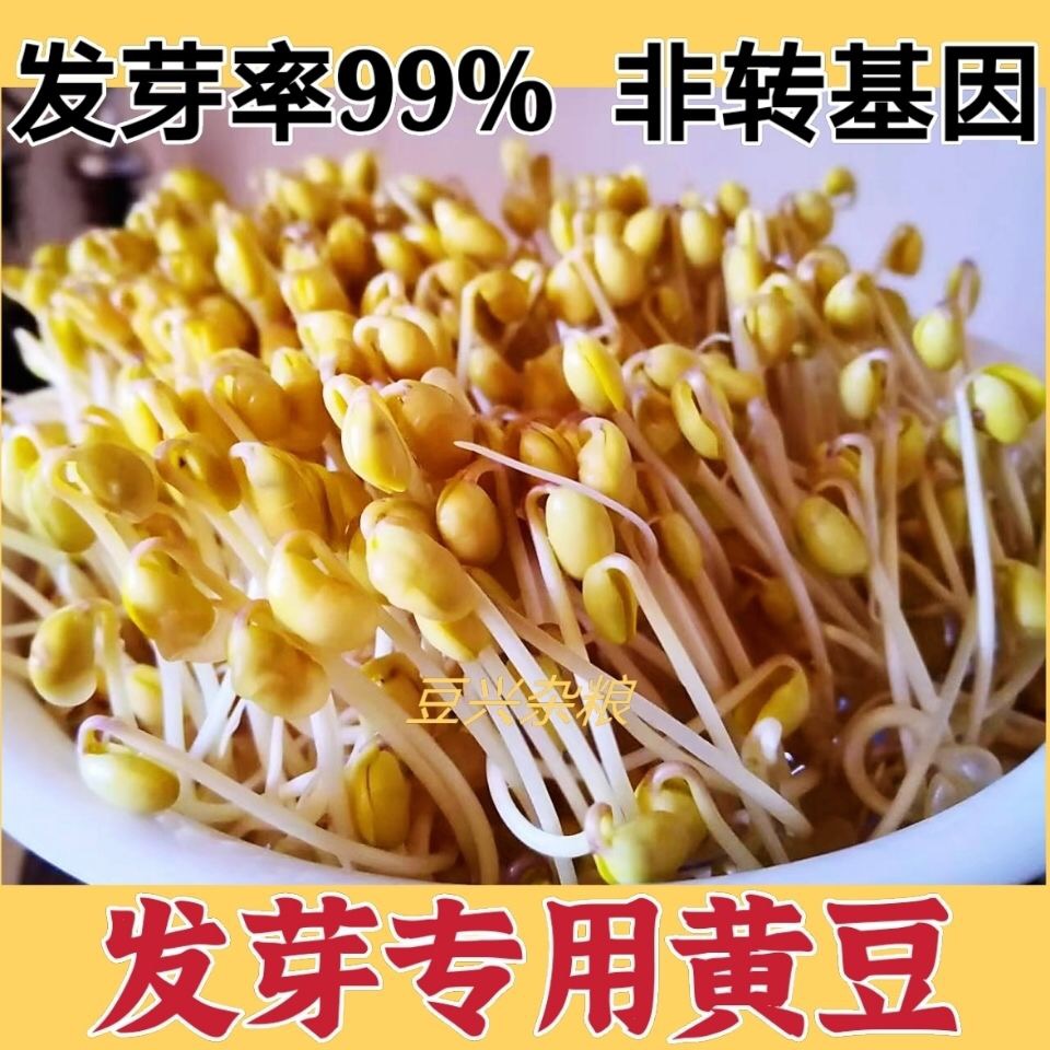 发芽专用黄豆豆芽豆浆豆腐脑