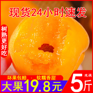 山东烟台杏子新鲜水果陕西大黄杏当应季整箱酸甜麦黄杏酸甜孕妇