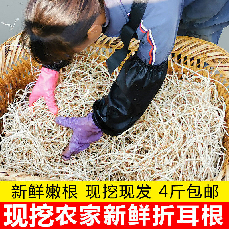 带土现挖野菜贵州折耳根新鲜鱼腥草猪鼻孔凉拌菜侧耳节节根鱼星草