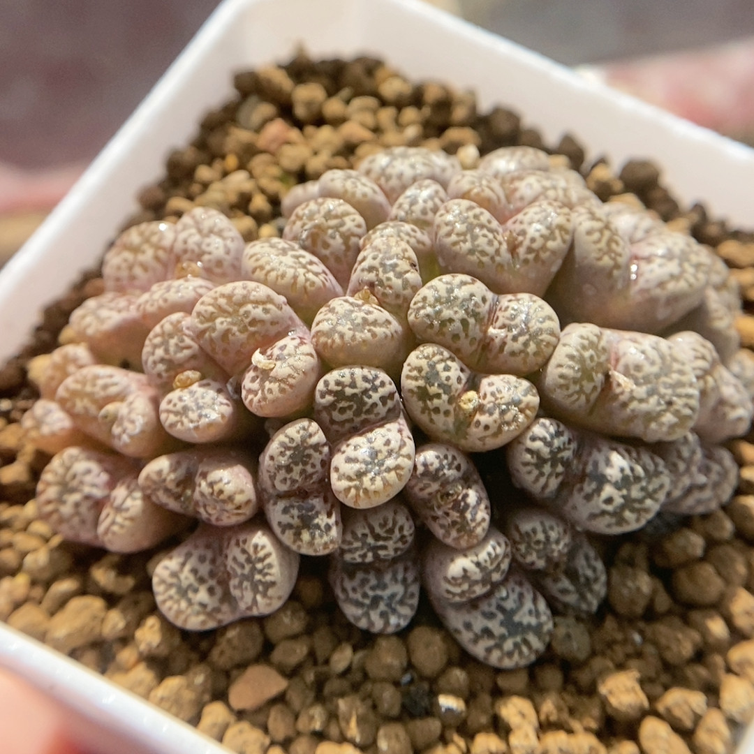 勋章,鲜花速递/花卉仿真/绿植园艺,多肉植物,淘宝优惠券,粉丝福利购,淘宝优惠卷