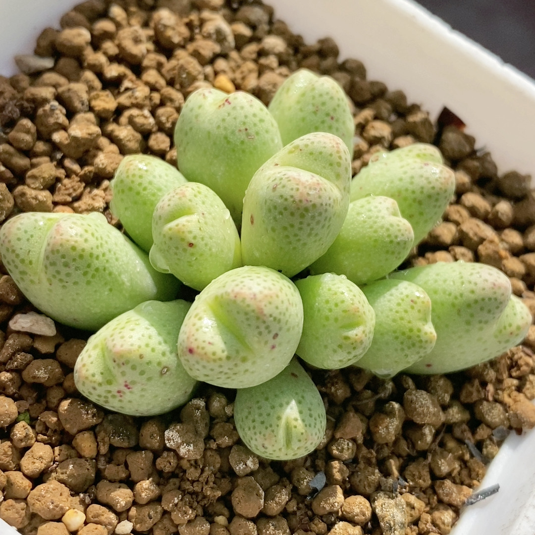 斑马,鲜花速递/花卉仿真/绿植园艺,多肉植物,淘宝优惠券,粉丝福利购,淘宝优惠卷