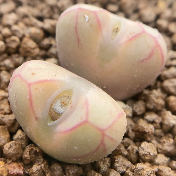 雷神,鲜花速递/花卉仿真/绿植园艺,多肉植物,淘宝优惠券,粉丝福利购,淘宝优惠卷