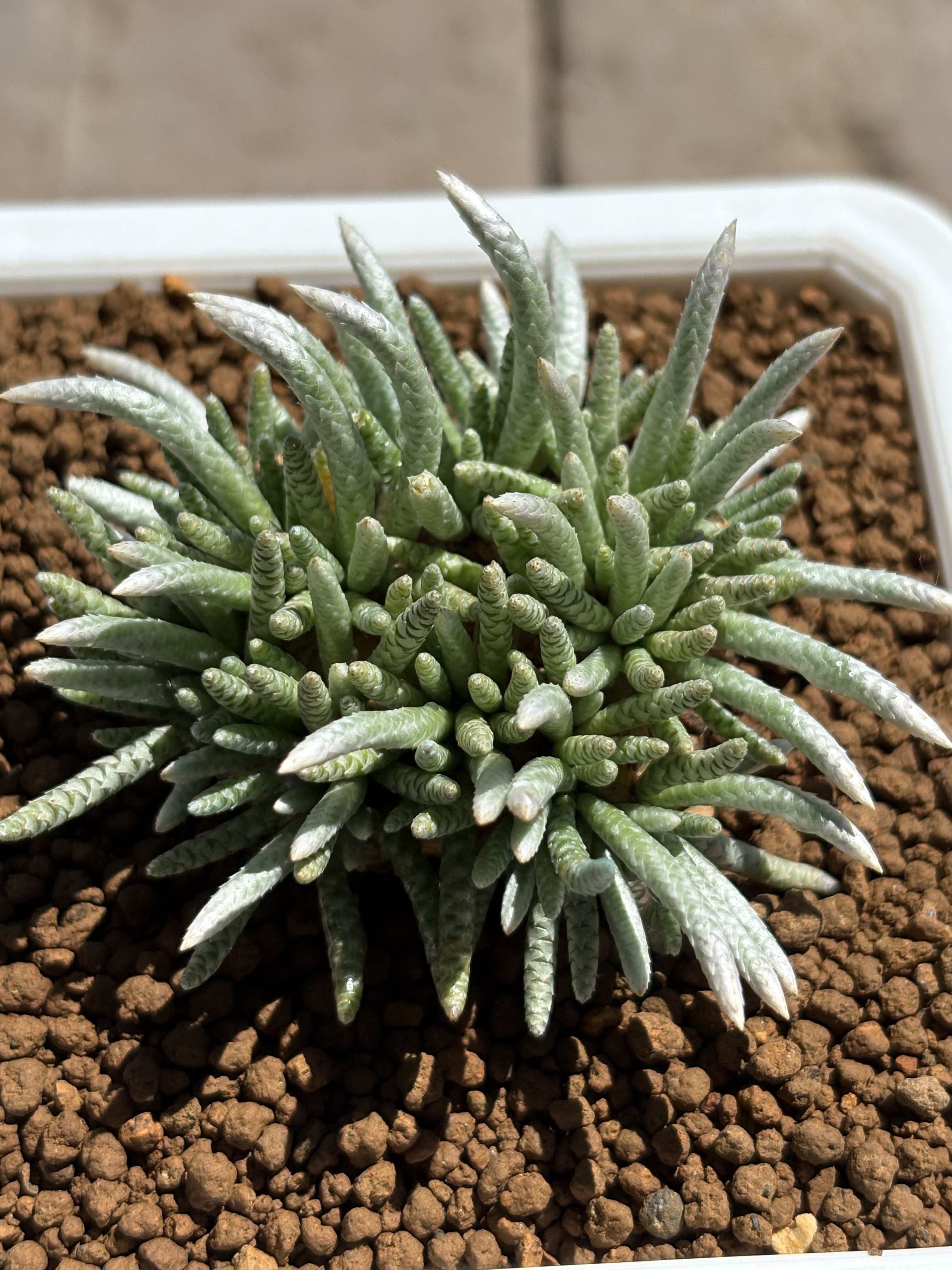 精品多肉植物 块根植物 白花韧锦 红花韧锦 一物一拍