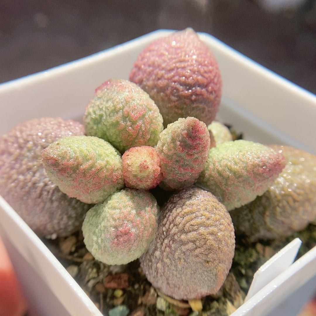 少女心,鲜花速递/花卉仿真/绿植园艺,多肉植物,淘宝优惠券,粉丝福利购,淘宝优惠卷