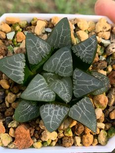 多肉星空花园 多肉植物 十二卷属 克里克特寿 实生 超美 一物一拍