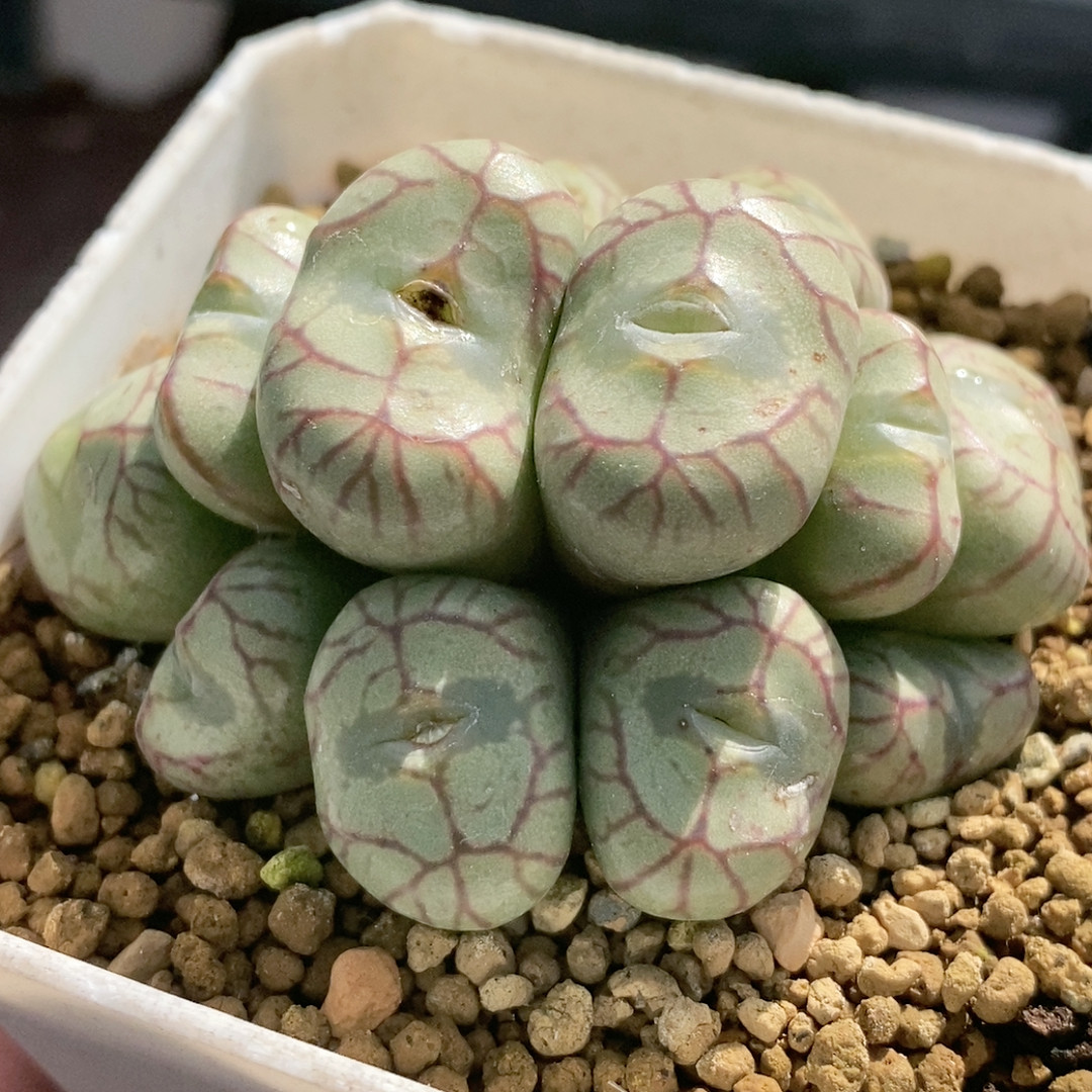 杂交,鲜花速递/花卉仿真/绿植园艺,多肉植物,淘宝优惠券,粉丝福利购,淘宝优惠卷