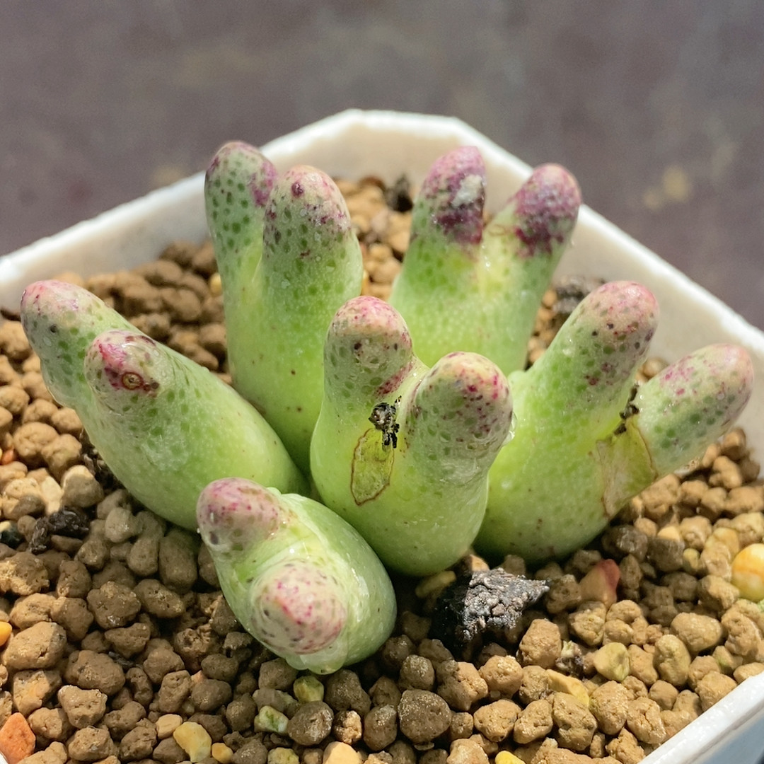 斑马,鲜花速递/花卉仿真/绿植园艺,多肉植物,淘宝优惠券,粉丝福利购,淘宝优惠卷