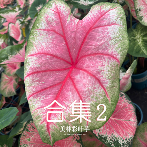 美林国产彩叶芋种球花叶芋粉色恋人好养绿植室内净化空气观叶植物