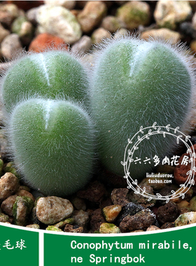 【小美毛球种子10粒 Cono mirabile,ne Springbok】六六肉锥种子