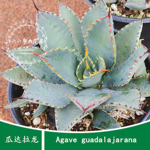 【瓜达拉龙种子5粒+ Agave guadalajarana】泡种后覆土播六六多肉