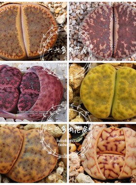 【柘榴玉混合种子20粒+ L.bromfieldii mix】阳台生石花六六多肉