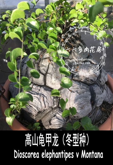 【高山龟甲龙10粒+ D elephantipes v Montana】冬型六六多肉种子