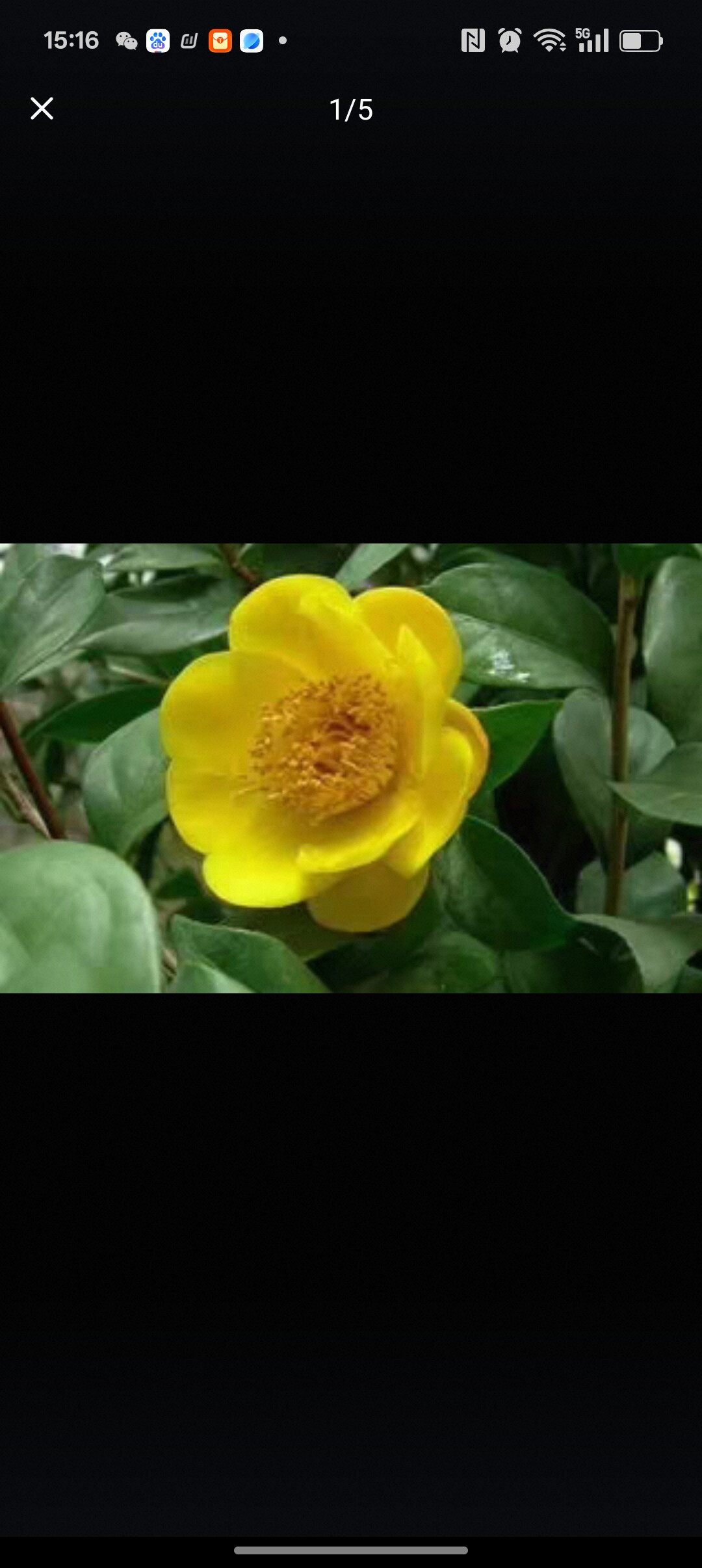 山茶花四季庭院绿植盆栽掌柜推荐