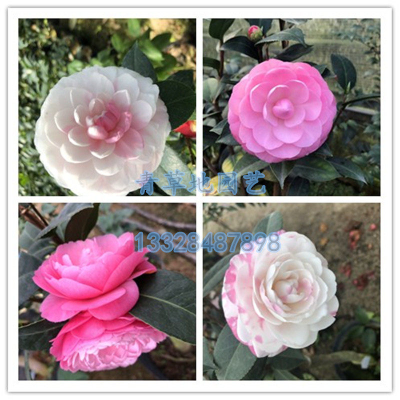 山茶花苗斑水屋纯水屋绿植盆栽花卉庭院阳台品种保证产地直销,鲜花速递/花卉仿真/绿植园艺,时令草本花卉,淘宝优惠券,粉丝福利购,淘宝优惠卷