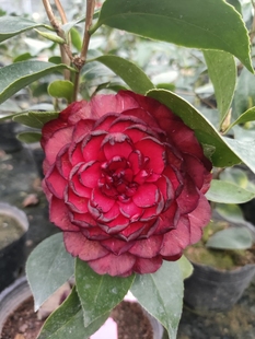 山茶花苗金碧辉煌又名黑赤丹盆栽植物阳台庭院四季常青花卉直销