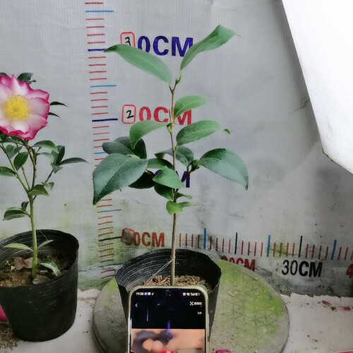 41帕克雷欧（2个苞）