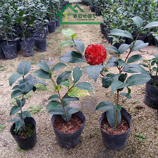 云斑大元帅山茶花苗带苞花叶共享绿植盆栽花卉四季常青品种保证