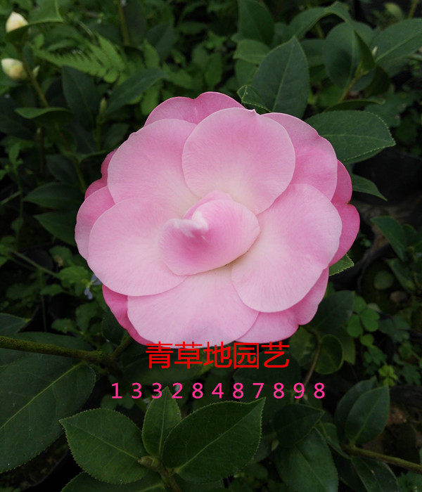 桃花公主又名菲利克斯山茶花带花苞盆栽阳台庭院实物拍摄四季包邮