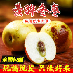 老农民黄骅冬枣新鲜5斤中大果自然熟露天果园现摘现发产地直发