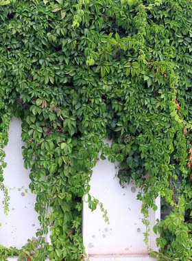 五叶地锦苗盆栽五叶爬山虎苗室内攀援花卉观花爬藤植物四季爬墙虎