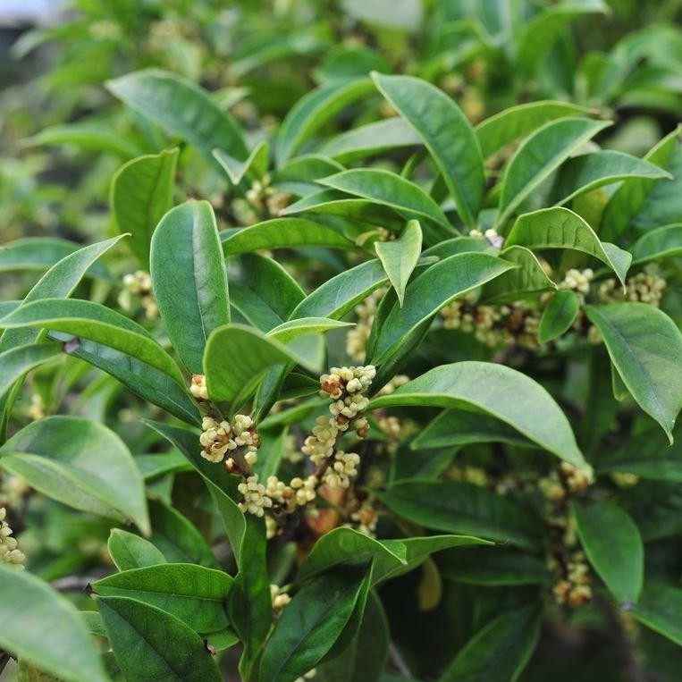 桂花树苗盆栽地栽四季植物矮株四季开花室外好养的花卉浓香型金桂