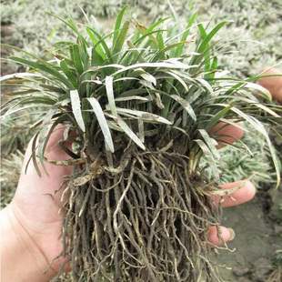 矮麦冬苗玉龙草矮麦冬草盆栽四季常青地被植物耐寒矮生麦冬草易活
