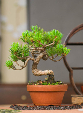 宫岛五针松短针小品盆景四季常青造型中式产于一手托高端摆件老桩