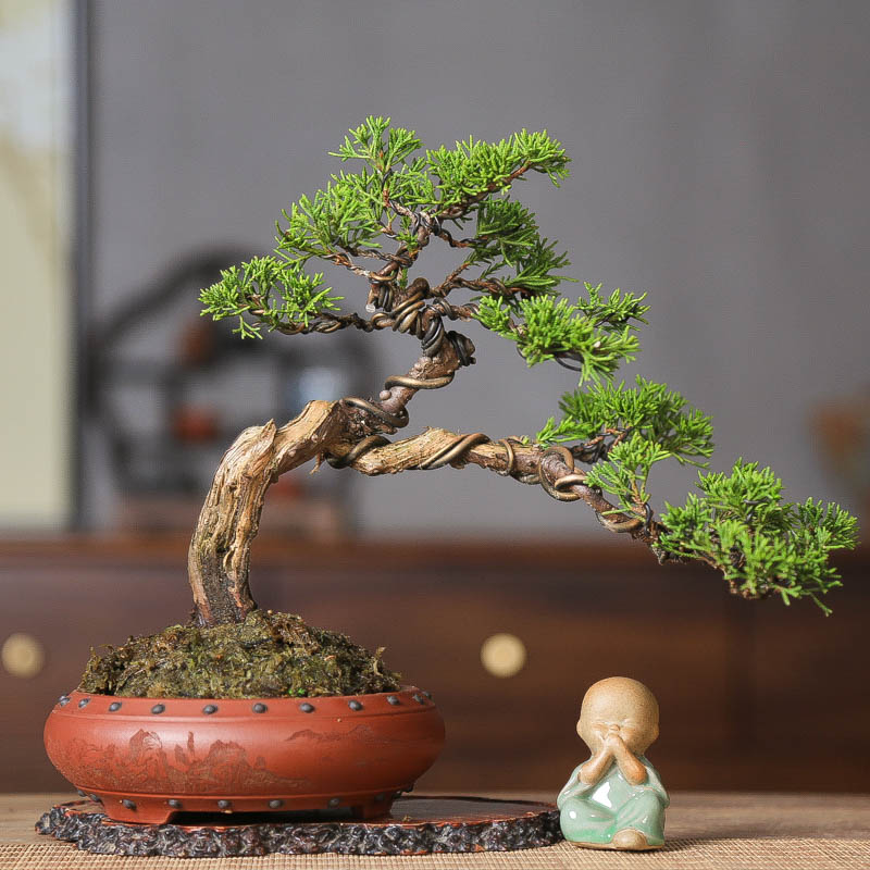 原生矮霸系鱼川真柏舍利老桩伸枝