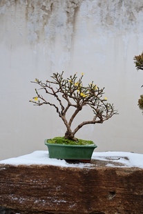 孤品 小叶迎春老桩造型盆景观花植物年宵花盆栽庭院阳台摆放