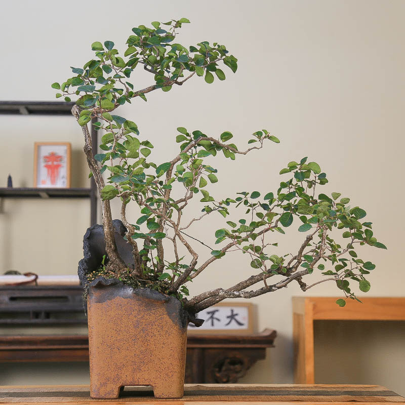 孤品香山红叶黄栌大型盆景观叶