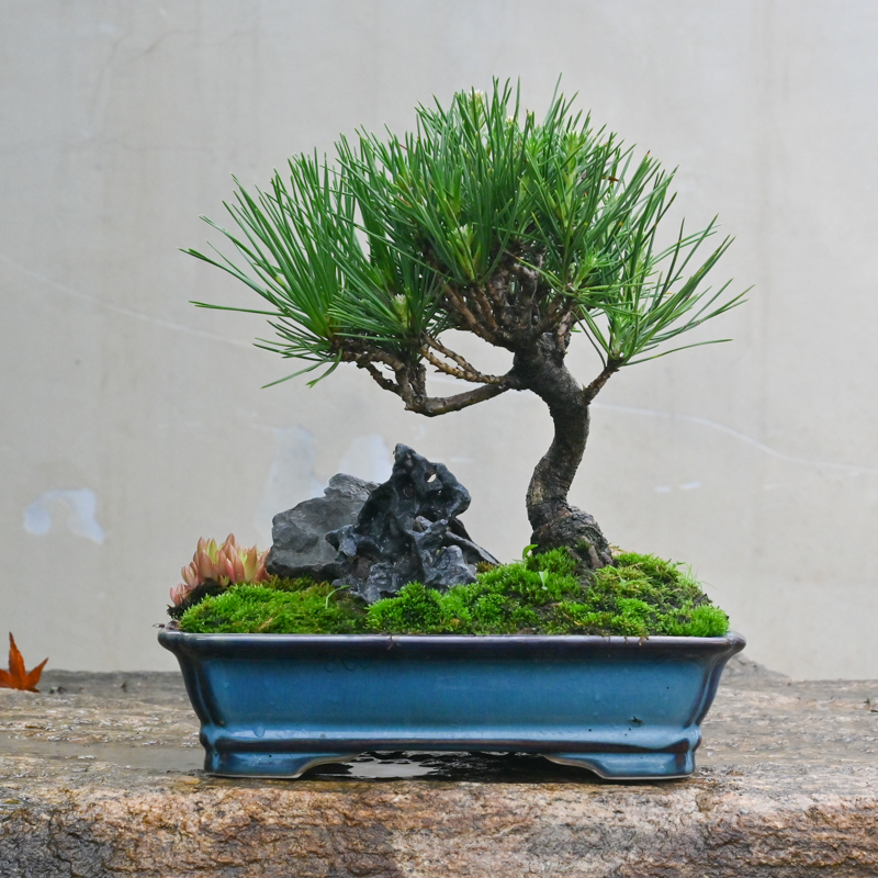 日本三河黑松符石山野草组合盆景