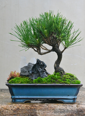 日本三河黑松搭配风磷石山野草瓦松组合盆景附石微景观小盆栽老桩