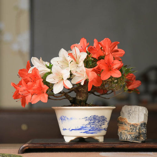 孤品进口皋月杜鹃花缀满树花苞