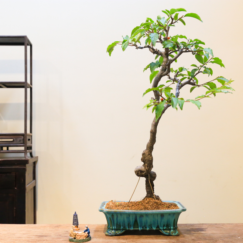 孤品小叶胡秃子开花结果基地直销