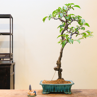 孤品小叶胡秃子开花结果基地直销好养老桩庄盆栽盆景精品阳台庭院