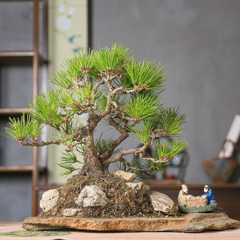 孤品三河黑松天然石头盆老树爆皮